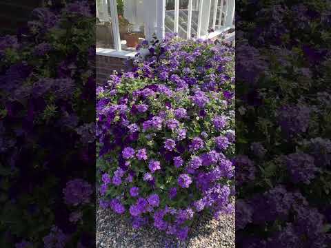 Pretty purple flowers!