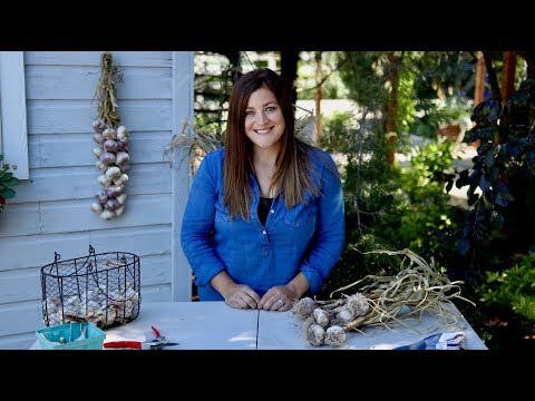 Curing, Storing, and Braiding Garlic