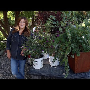 Planting Sun Loving Shrubs: Butterfly Bush, Ninebark & Coralberry!