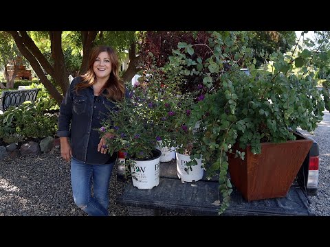 Planting Sun Loving Shrubs: Butterfly Bush, Ninebark & Coralberry!