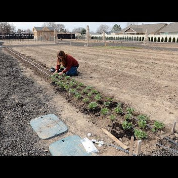 Planting Ranunculus & Anemones in the Cut Flower Garden!