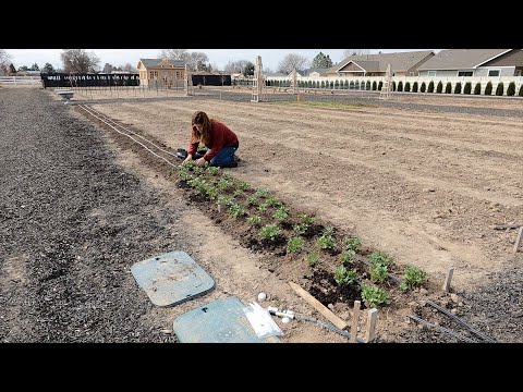 Planting Ranunculus & Anemones in the Cut Flower Garden!