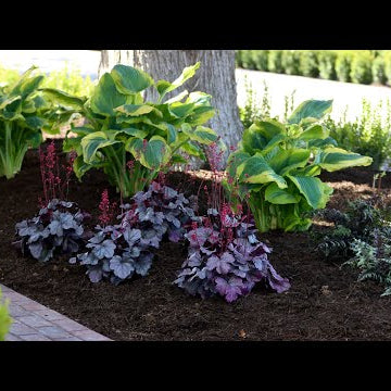 Planting Shade Loving Perennials!