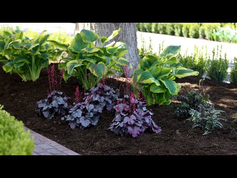 Planting Shade Loving Perennials!