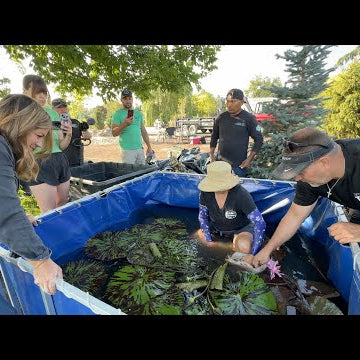 Last Day of the Pond Installation: Plants & Koi!