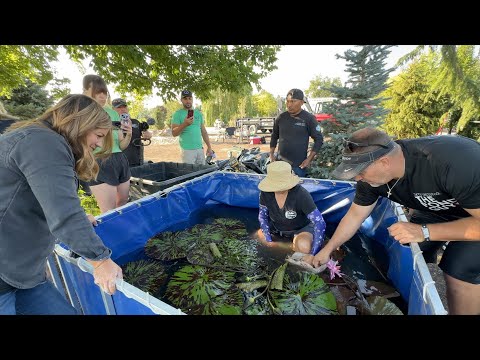 Last Day of the Pond Installation: Plants & Koi!