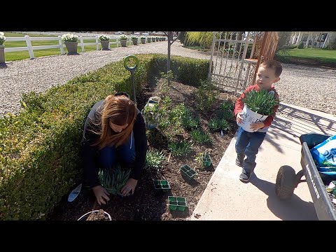 Planting MORE Cabbage & Alliums + Placing the New Trees!