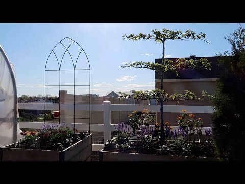 Planting A Pear Espalier & Hops (+ A Few Other Gorgeous Things)!
