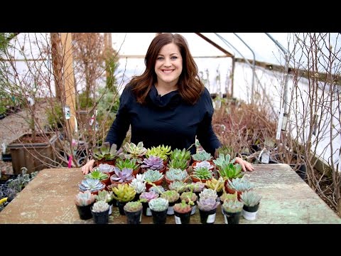 The Succulent Source Unboxing