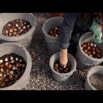 Planting 24 GORGEOUS Containers with Bulbs + Tips to Get Them to Survive Winter!