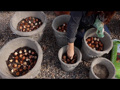 Planting 24 GORGEOUS Containers with Bulbs + Tips to Get Them to Survive Winter!