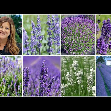 Top 7 Most Popular Varieties of Lavender (+ Lavender Basics)!