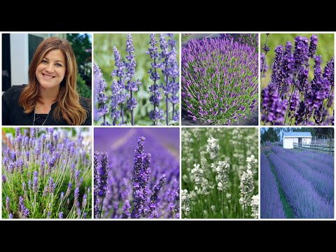 Top 7 Most Popular Varieties of Lavender (+ Lavender Basics)!