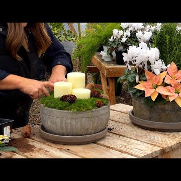Planting 2 Holiday Centerpieces & Finishing the Eastside Pots for Winter!