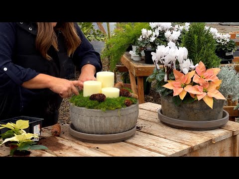 Planting 2 Holiday Centerpieces & Finishing the Eastside Pots for Winter!