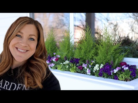 Planting Window Boxes for Spring!