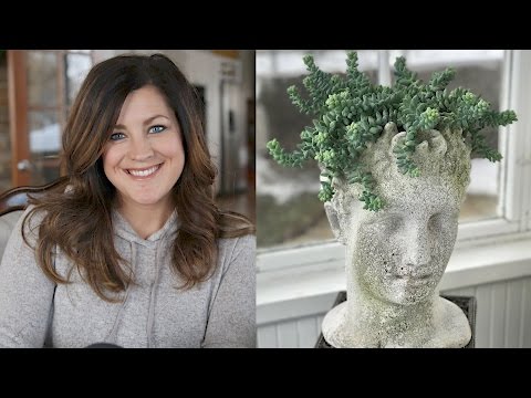 No Garden Tour + Plant Haul + Q/A