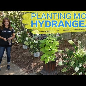 Planting More Hydrangeas