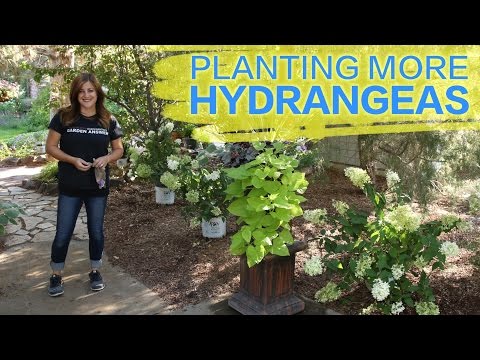 Planting More Hydrangeas