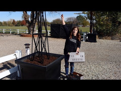 Planting Bulbs in Our Entryway Containers!