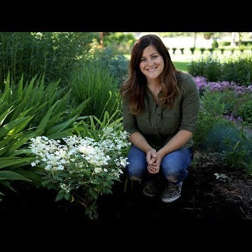 Planting a Hydrangea
