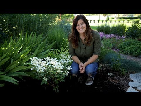 Planting a Hydrangea