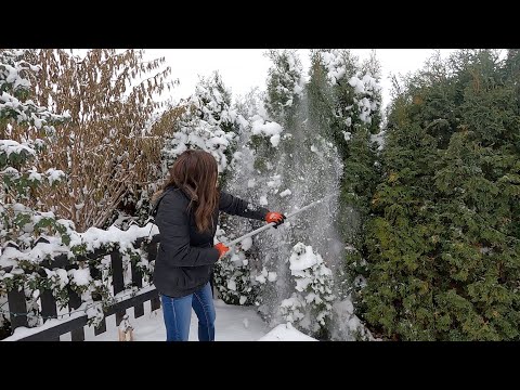 Removing Snow from Evergreens & Planting Hyacinth Bulbs in Pots!