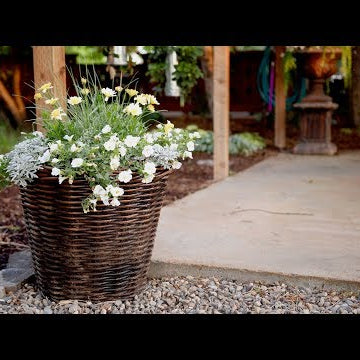 Planting a Container in Shades of White!