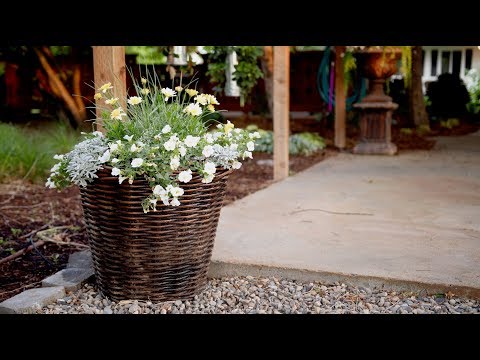 Planting a Container in Shades of White!