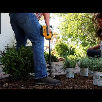 Planting Lavender!