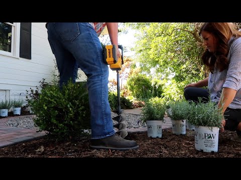 Planting Lavender!