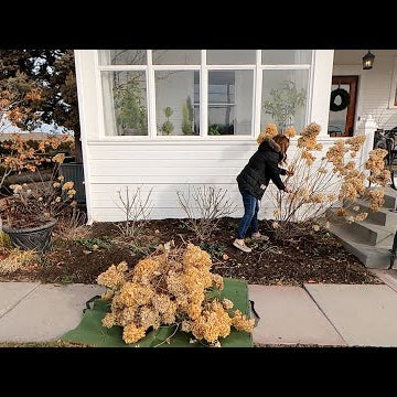 Pruning Hydrangeas (Shrub & Tree Form), Hellebore Cleanup & More Sweet Pea Planting!