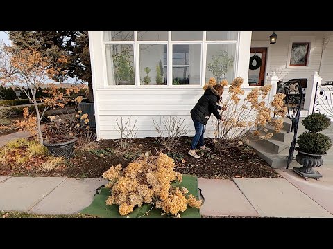 Pruning Hydrangeas (Shrub & Tree Form), Hellebore Cleanup & More Sweet Pea Planting!