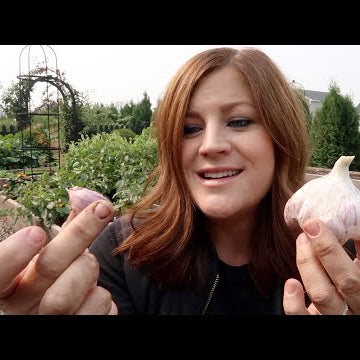 Planting Garlic, Reseeding Lettuce & Root Cellar Update!