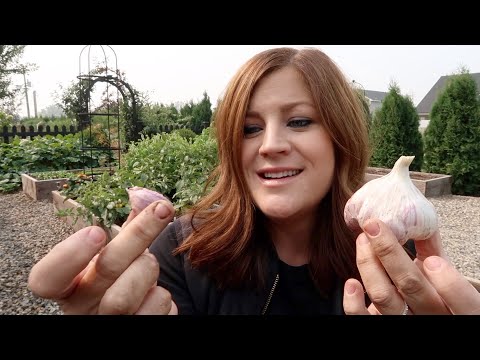 Planting Garlic, Reseeding Lettuce & Root Cellar Update!