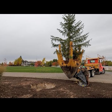 Planting Trees Around the Hartley + Huge Norway Spruce Installation!