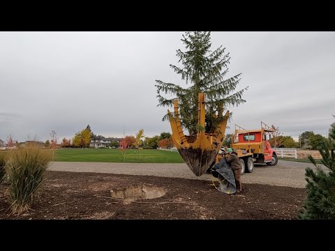 Planting Trees Around the Hartley + Huge Norway Spruce Installation!