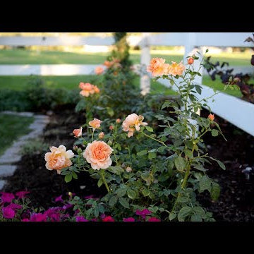Planting 'At Last' Rose