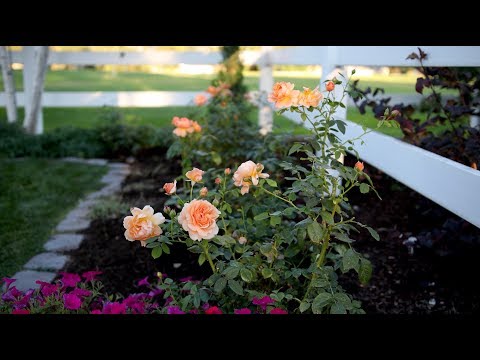 Planting 'At Last' Rose