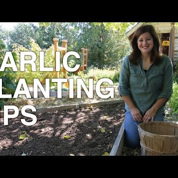 Garlic Planting Tips