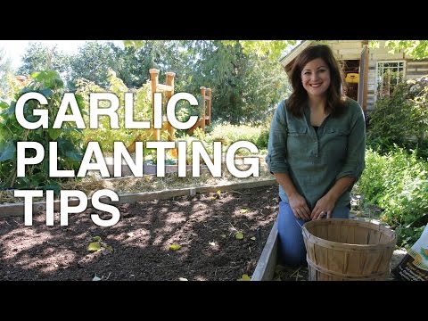 Garlic Planting Tips