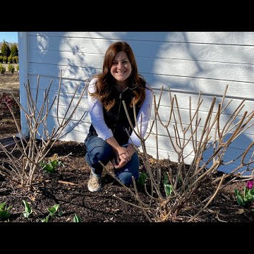 Pruning & Fertilizing My Hydrangeas!
