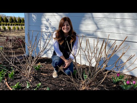 Pruning & Fertilizing My Hydrangeas!