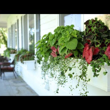 Window Box Update!