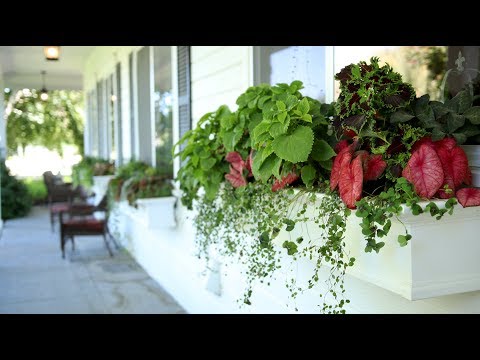 Window Box Update!