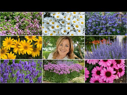 10 Perennials That Look GREAT in the HEAT!
