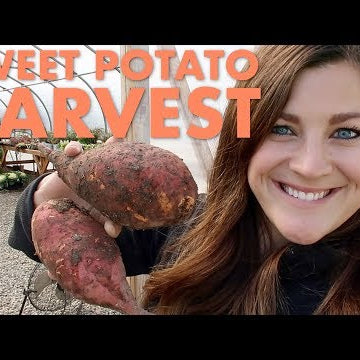 Harvesting Sweet Potatoes!