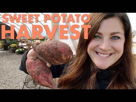 Harvesting Sweet Potatoes!