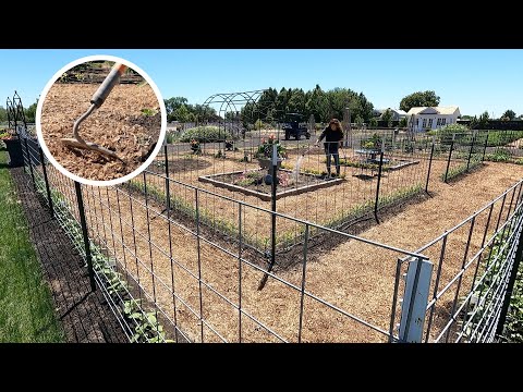 New Garden Update: Weeding, Thinning Seedlings, & Planting!