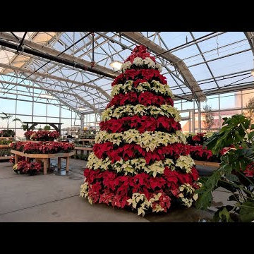 Christmas Shopping with My Mom & Monica!